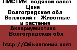 ПИСТИЯ (водяной салат) › Цена ­ 30 - Волгоградская обл., Волжский г. Животные и растения » Аквариумистика   . Волгоградская обл.